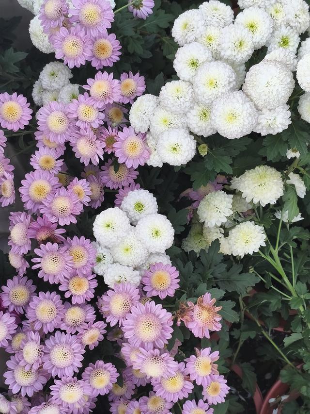 生活日常分享，独自赏花经历，以供大家娱乐