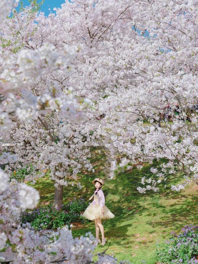 烟火成都丨哇塞！成都的春天也太会开了