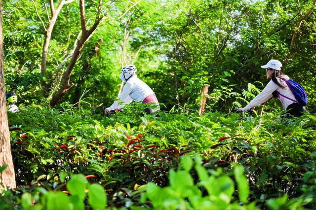 除骑遇浪漫还有山野欢乐跑！深圳南澳新大“粉黛花海季”活动陆续派送中