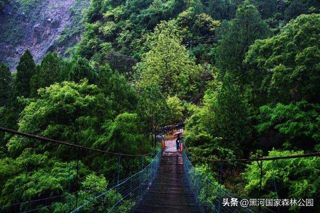 美如仙境!邀您共赏雨中的黑河国家森林公园~