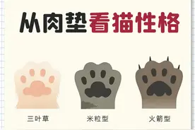 "猫奴必看！肉垫形状暴露主子真面目，最后一种最可怕！"图片