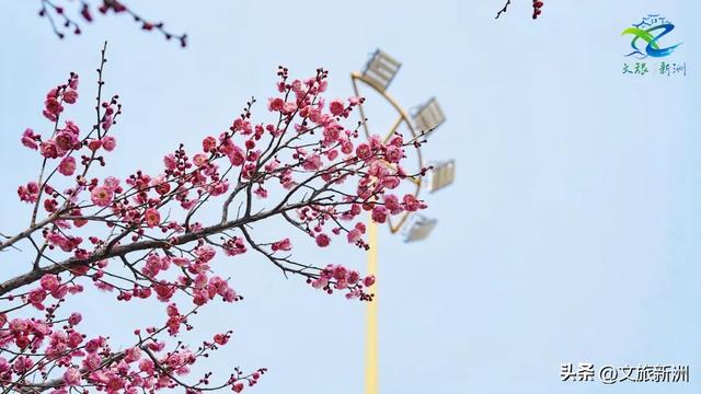 新洲梅花抢先打卡！抓住冬日第一抹绽放的色彩