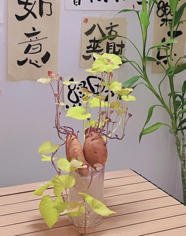江苏一女子因一棵“水培红薯”走红，网友：美到心坎里，太治愈了