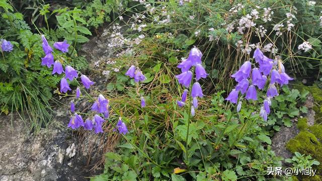 再登辽阳千米高峰白云山，云雾弥漫，金莲花盛开