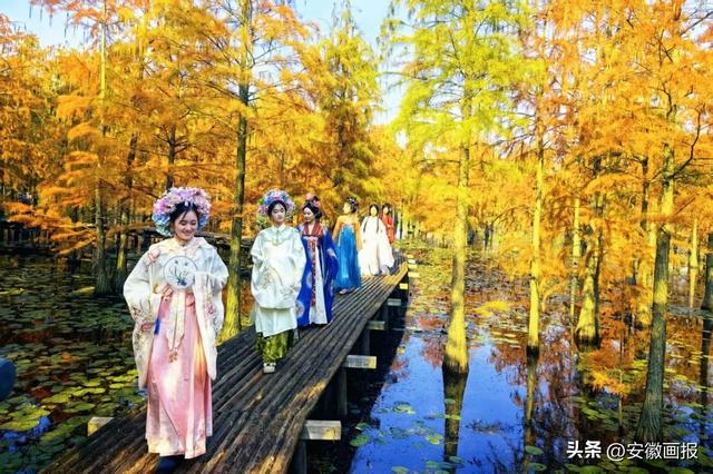 游人如织！第九届来安池杉湖观鸟周暨非遗美食文化宣传系列活动启幕