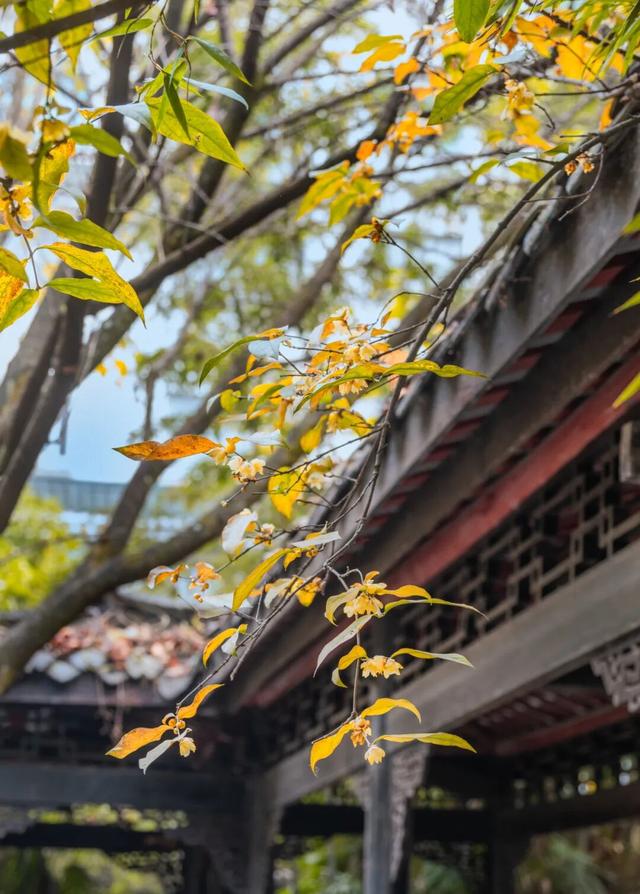 冬日限定浪漫！这抹“金黄暗香”，你打卡了吗？