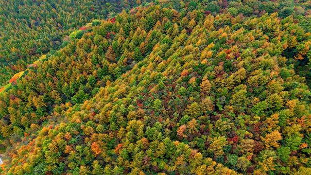 昨日实拍！层林尽染盐井峡，漫山红叶醉秋风，观赏正当时