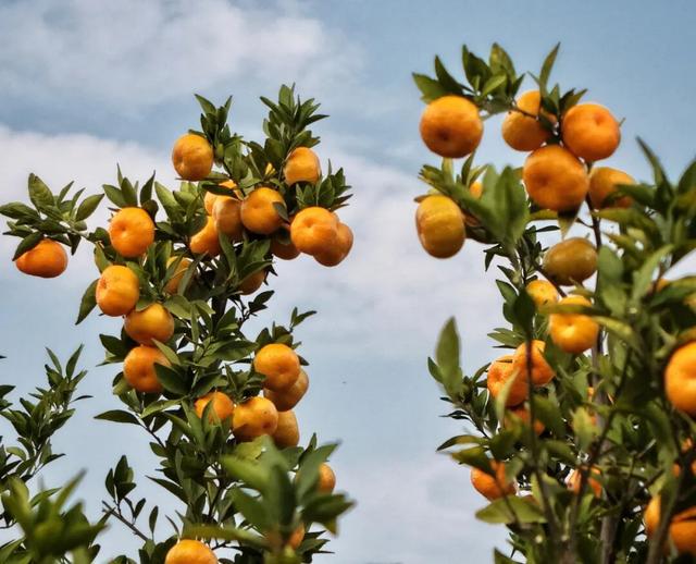 橘子洲，又见橘红染湘江
