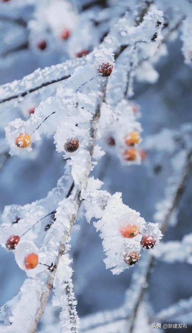 江西多地出现大片雾凇！马上又要反转！即将升温→