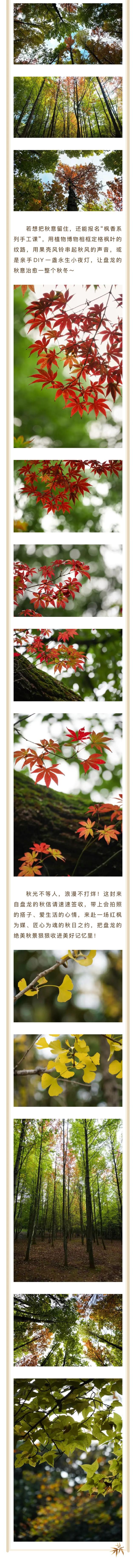 盘龙秋信炸场！秋日这场浪漫请接住