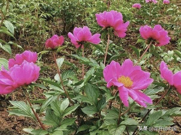 芍药菏泽，延续“甲天下”最美芳华