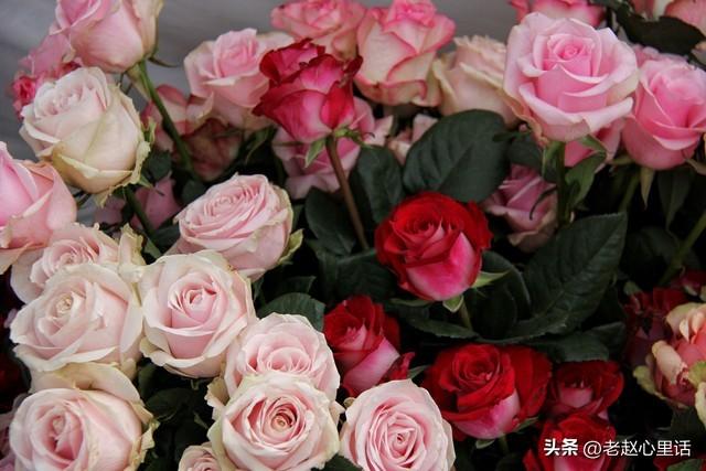 红玫瑰与白玫瑰：她为何越界，他又何从“朱砂痣”沦为“蚊子血”