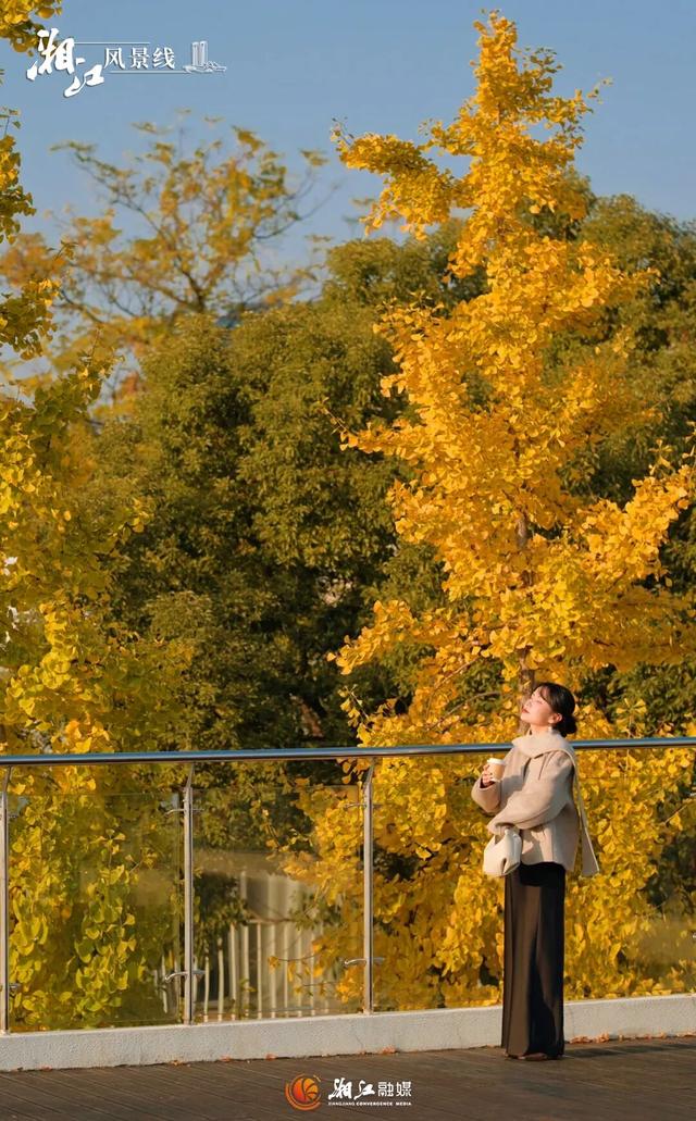 长沙银杏浓度即将达到100%！这波“小确杏”你要接住→