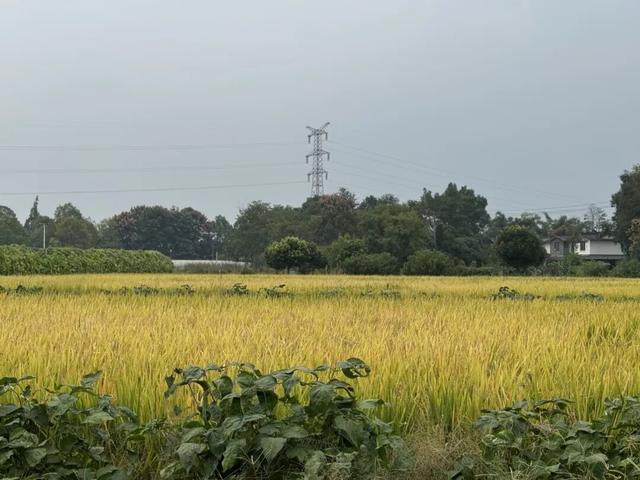 在成都西北郊区，这个渐渐淡出视野的最美乡村，还值得一去吗？