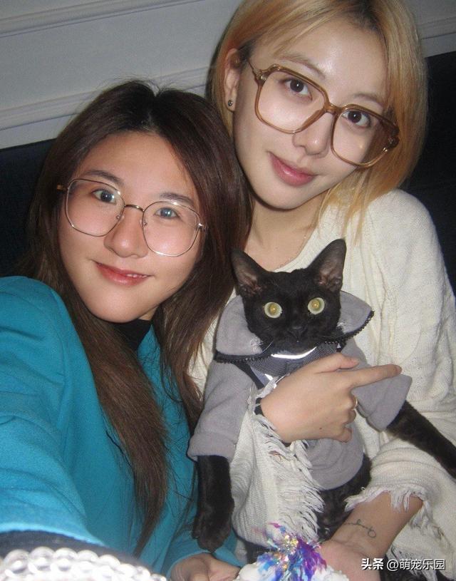 猫咪过生日不看蛋糕，软乎乎暖袋也不碰，小家伙到底在想啥