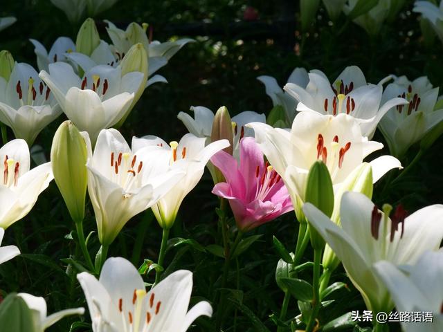 山丹：南湖公园百合盛放 夏日流金织就“百合秘境”