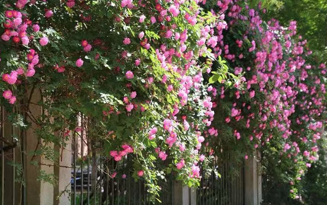 山水相逢·趣玩泰前 泰前街道推出“五一”文旅五大主题线路