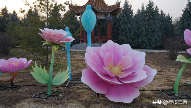 舜帝花海——邂逅一场别具一格的视觉盛宴