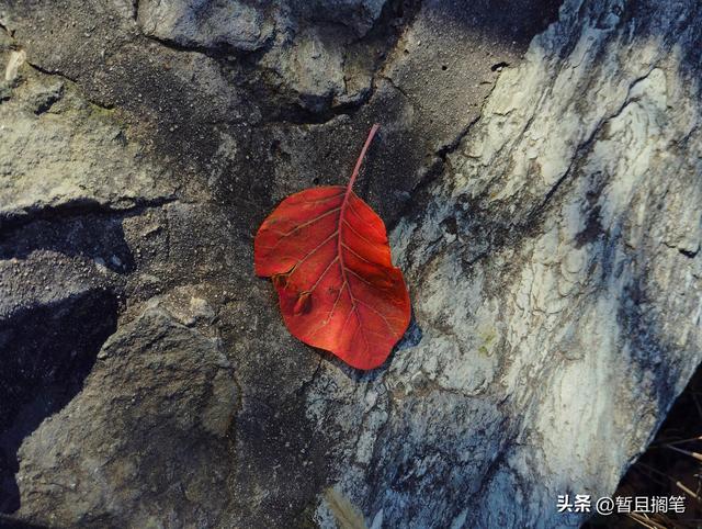 以我4次经历，带你打卡北京香山，北京的朋友请补充