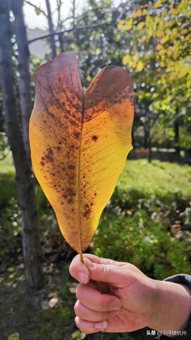 跟随树友们逛中国第一座现代植物园——浙大植物园