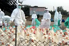 联合国称H5N1规模前所未有，将引发粮食危机，美国鸡蛋已贵到离谱图片