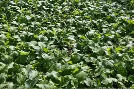 农村冬天遍地的野油菜，鲜茎叶腌酸菜，菜籽榨油一斤能卖到30多块图片