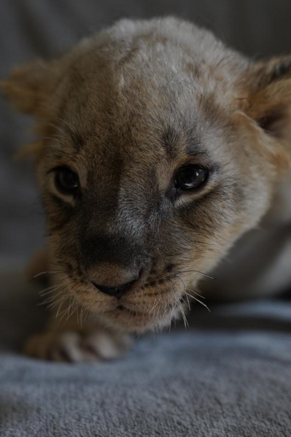 惠民月遇上萌宠！青岛森林野生动物世界三只新生小狮子添彩“嘻游季”