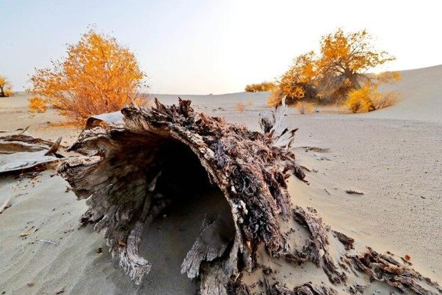出片率100%！赴一场沙漠胡杨的金色之约