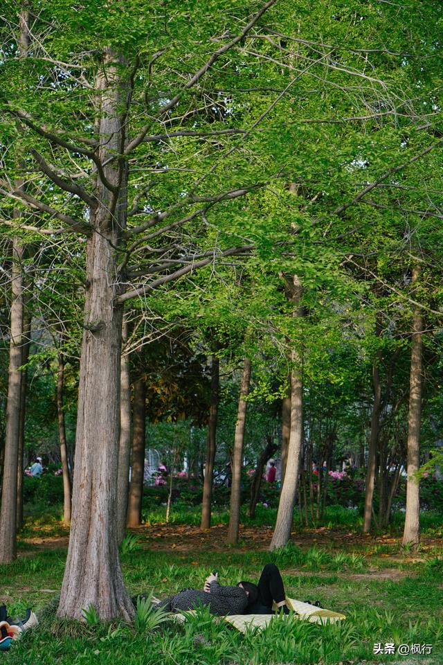 唯有洛阳，能让牡丹不只是花，而是历史本身