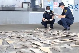 深圳海关查获未申报濒危鲨鱼带皮鱼翅107片图片