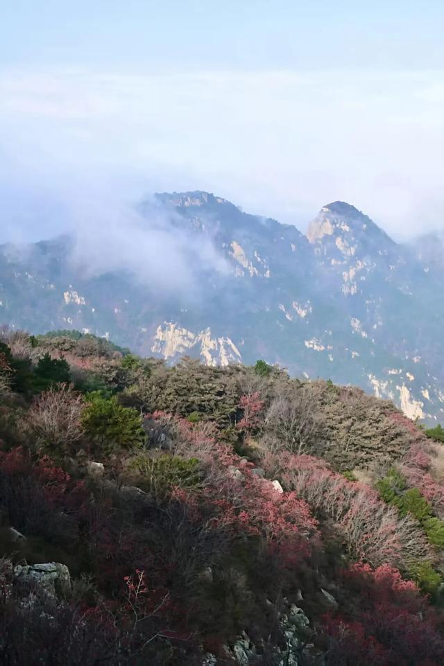听说，山东的山最近变得「毛茸茸」？