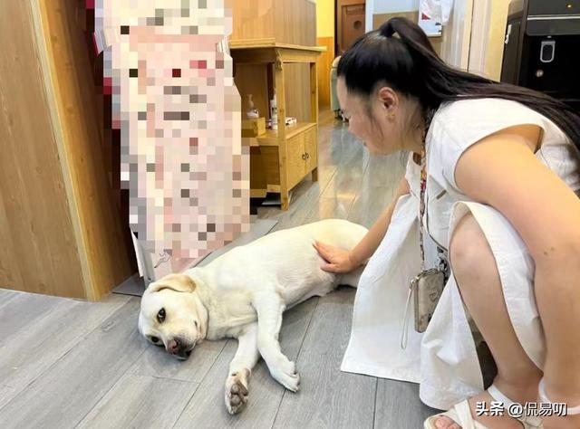 17小时爬泰山后，盲女王营营为何丢了导盲犬、没了工作？