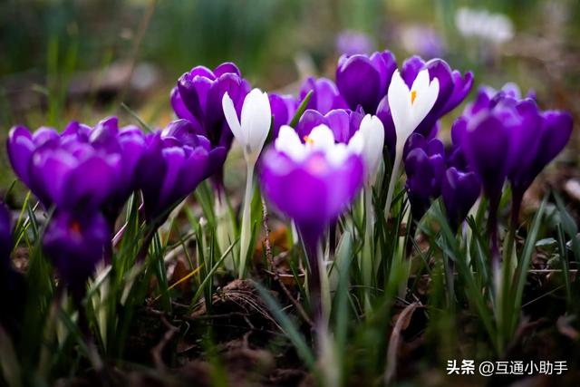 佳能RF 50mm F1.8 STM镜头评测——高性价比的实用之选