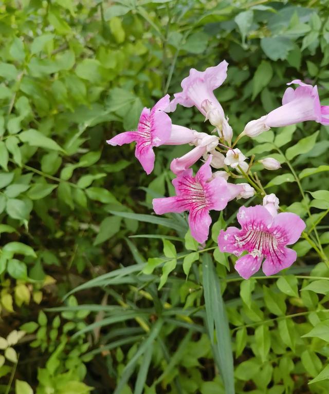 你可知道我在天涯彼岸，把你深深的想念