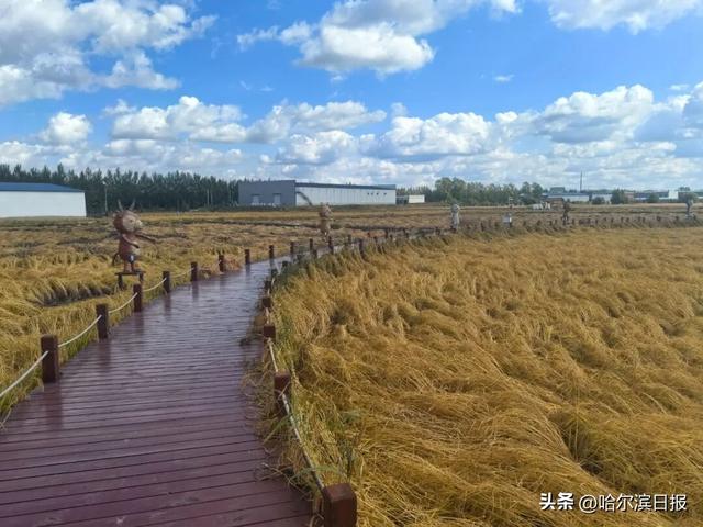【邂逅山河 祝福祖国】打翻“调色盘”：五常凤凰山邂逅林海盛宴，稻乡小镇漫步金色田园
