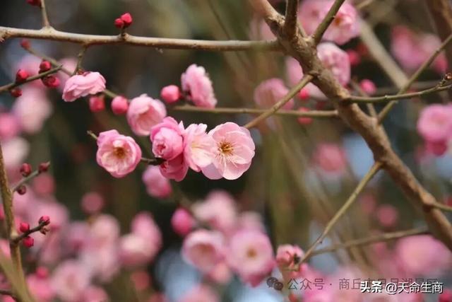 商丘日月湖梅花初绽，邀你共赴寻香之约