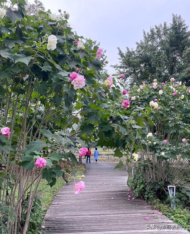 成都市区最美芙蓉花，王者风范，植物迷宫更是惊艳，不要门票！
