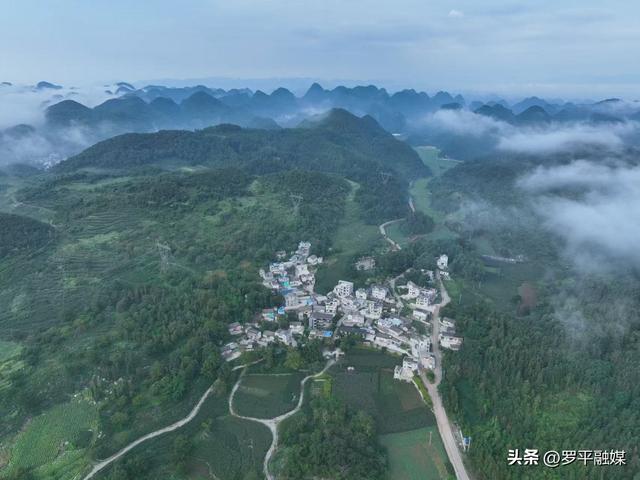 多地游客奔赴罗平云上花乡 开启清凉避暑旅居时光