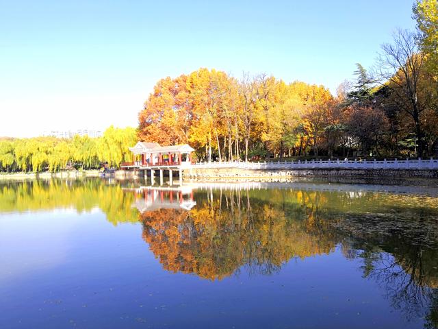 初冬，石家庄裕西公园落叶飘飘！