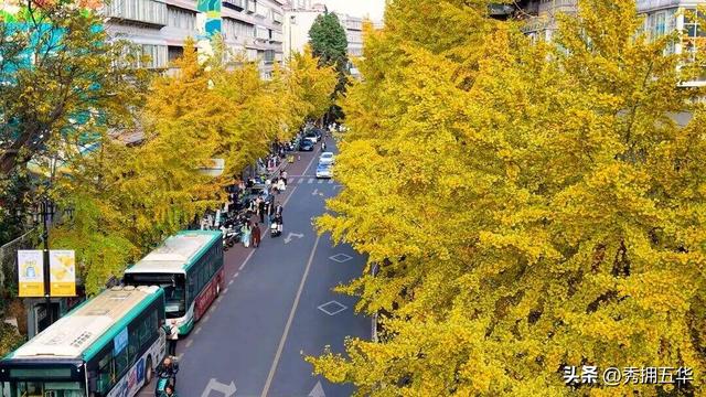 飞阅五华•“杏”运来袭|“云”上赏杏，快来Pick你最心动的“杏”运时刻