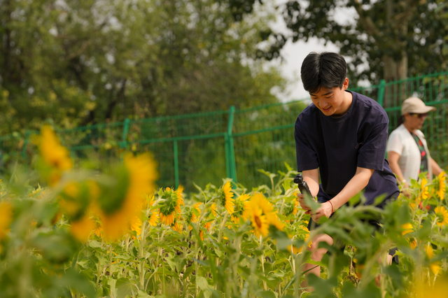 太原市万柏林区：百亩向日葵花海爆红