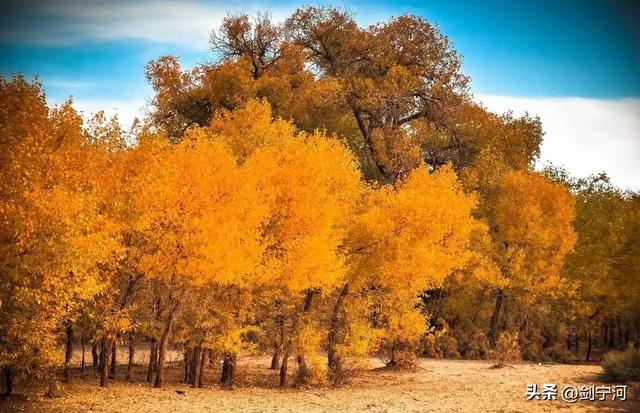 好诗大家读 河西走廊的植物（外三首）