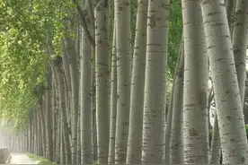 中国现代十佳散文及其最美片段选读图片