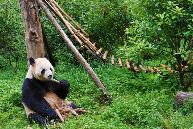 斩获大奖 载誉而归！湄公河旅游携旗下多景区亮相携程全球合作伙伴峰会