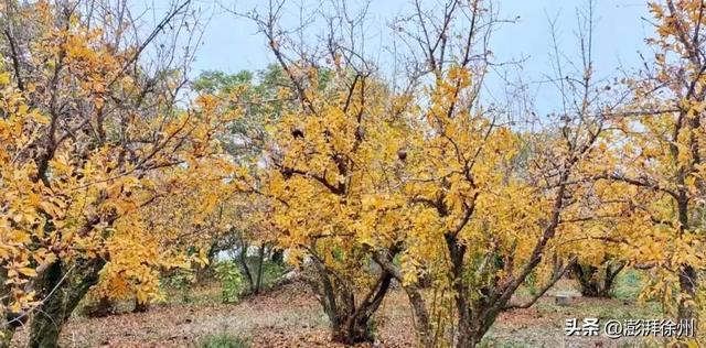 寻美薛城丨又见一年榴叶黄！