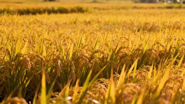 木棉吹雪映琼波，椰影摇风入画幽 —— 海口清秋寻梦录