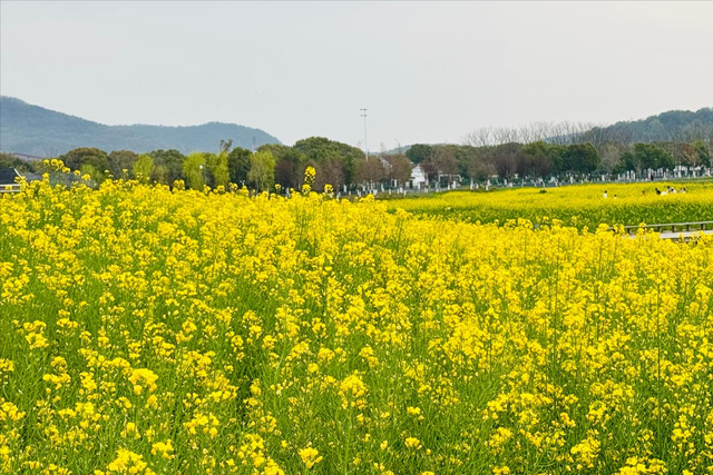 南北湖踏春，穿梭于依山傍水的油菜花海！