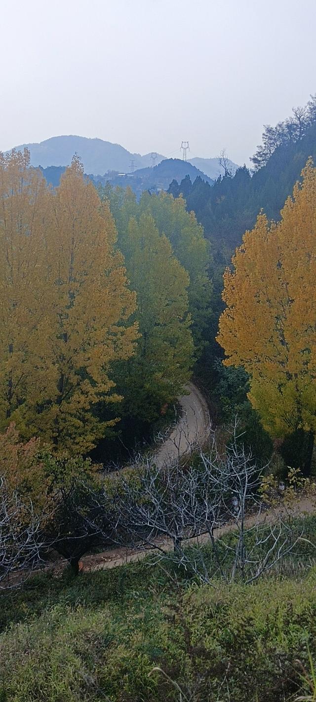 骊山红叶似火 车辆行人如织