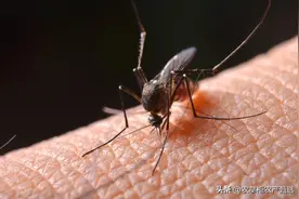 原来蚊子“最怕天敌”不是蚊香？家里放点它，蚊子“消失不见”了图片