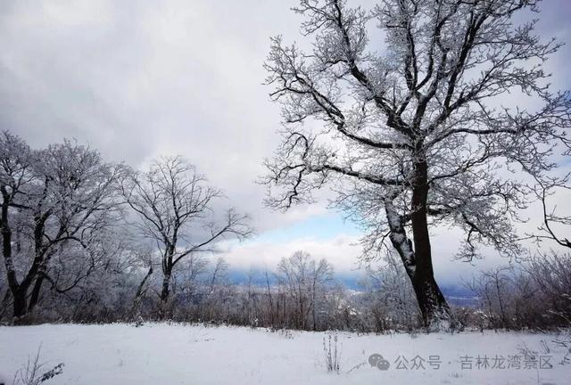 央视都来打卡！龙湾四方顶的玉树琼花，美成冰雪天花板